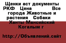 Щенки аст документы РКФ › Цена ­ 15 000 - Все города Животные и растения » Собаки   . Ханты-Мансийский,Когалым г.